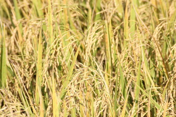 The golden rice fields are germinating and ready to be harvested.