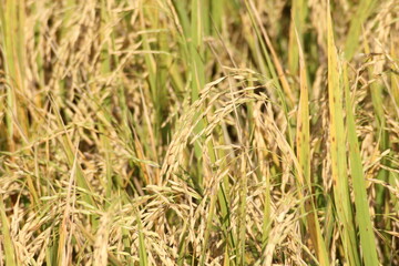 The golden rice fields are germinating and ready to be harvested.