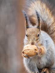 A squirrel with a nut sits on a stump in spring or summer.