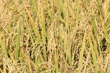 The golden rice fields are germinating and ready to be harvested.