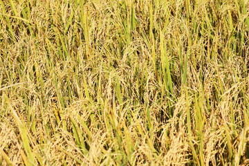 Fototapeta premium The golden rice fields are germinating and ready to be harvested.