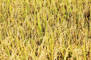 The golden rice fields are germinating and ready to be harvested.