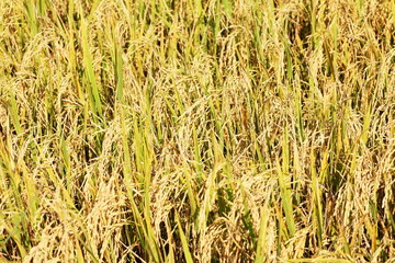 The golden rice fields are germinating and ready to be harvested.