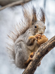 The squirrel with nut sits on a branches in the spring or summer.