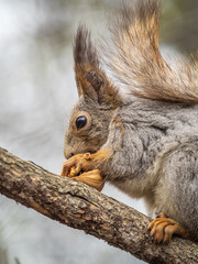 The squirrel with nut sits on a branches in the spring or summer.