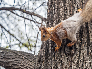 The squirrel sits on a tree trunk in the spring.