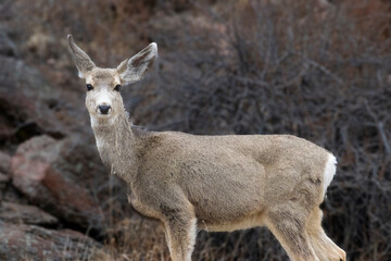Naklejka na ściany i meble Mule Deer in the Canyon