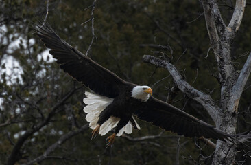 Bald Eagle in Eleven Mile Canyon