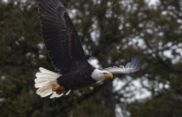 Bald Eagle in Eleven Mile Canyon