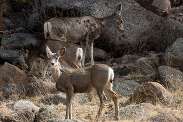 Naklejka na ściany i meble Mule Deer in the Canyon