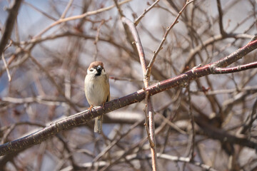 Fototapeta premium 枝に止まった雀