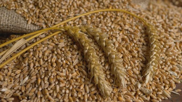 Ears of yellow wheat background. Growth nature harvest or natural product concept. Rural agriculture. Growing plant or cultivate crop. Grain stem of cereal wheat plant