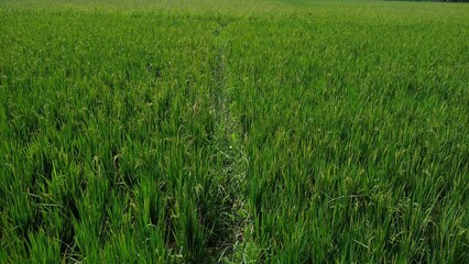 Paddy field, rice farming in Thiruvananthapuram, Kerala