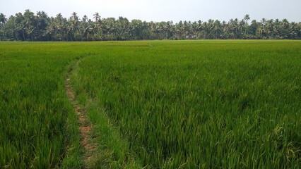 Paddy field, rice farming in Thiruvananthapuram, Kerala