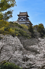 Fototapeta premium 桜咲く春の国宝犬山城