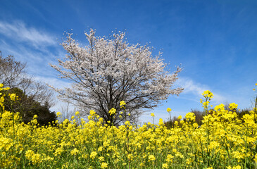 日本の春の訪れを告げる菜の花と桜