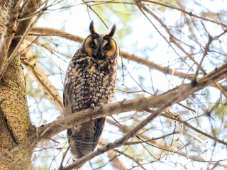 Long-eared owl sitting on pine tree branch in early spring