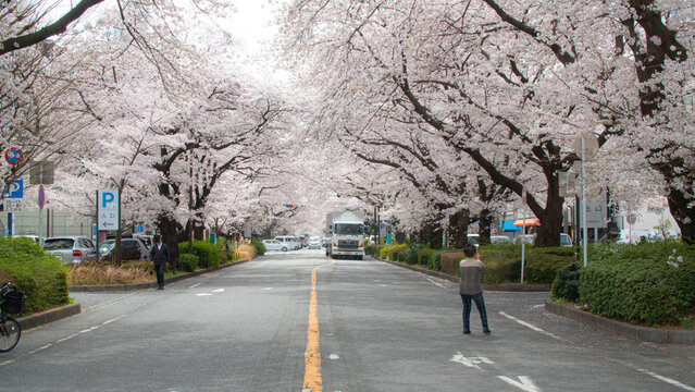 Sakura cherry blossom trees on the street in Japan
