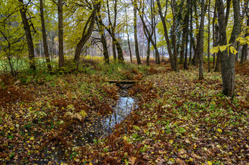 Obraz premium stream in the forest. bridge over a ditch in the forest
