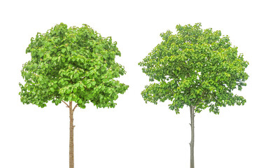trees isoleted on white background with clipping path for garden design.