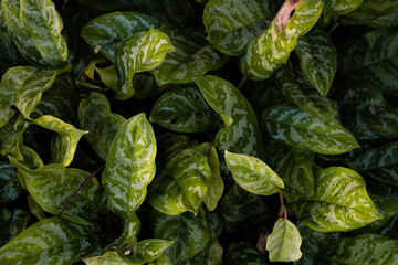 Fototapeta na wymiar Plants texture background green leaf