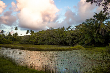 Lagoa com floresta, plantas, no amanhecer com nuvens 