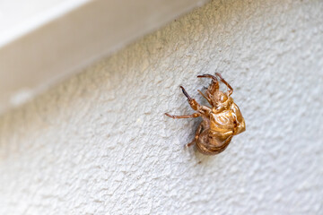白い壁に残されたセミの抜け殻