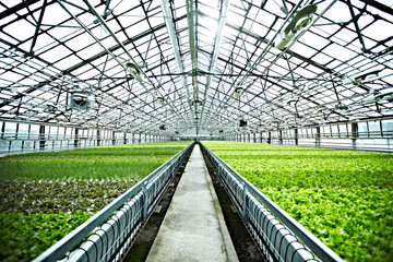 greenhouses