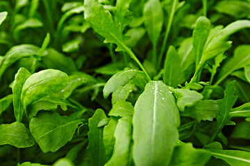 greenhouses