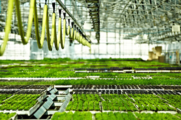 greenhouses