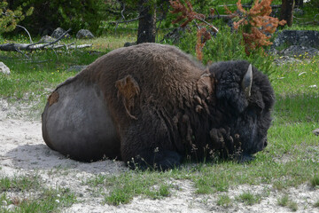 Bison naps in Yellowstone National Park
