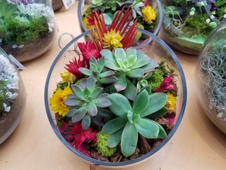Varieties of tiny succulents and flowers inside of a glass terrarium