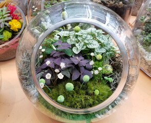 Varieties of tiny plants and flowers inside of a terrarium