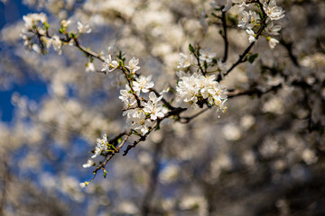 spring blossom in spring