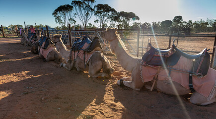 Camels at Silverton, New South Wales