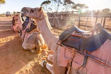 Camels at Silverton, New South Wales - obrazy, fototapety, plakaty