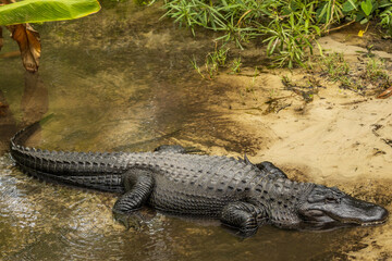 alligator in the swamp