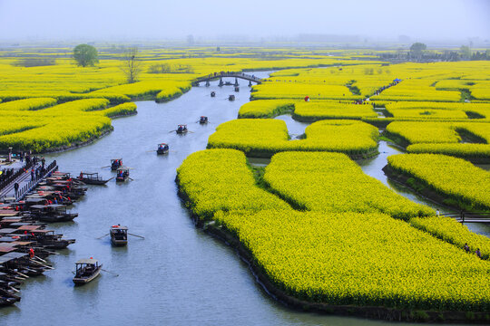 XingHua Patches of yellow rape flowers