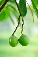 Fruit of a Calabash Tree