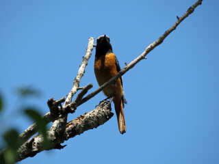 Male Daurian Redstart (Phoenicurus auroreus) in Beijing, China at sunny day