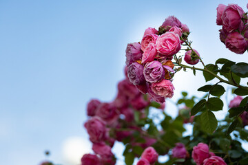 pink roses in the sky