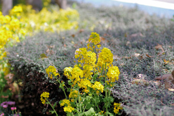 菜の花