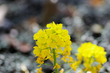 菜の花