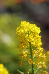 菜の花