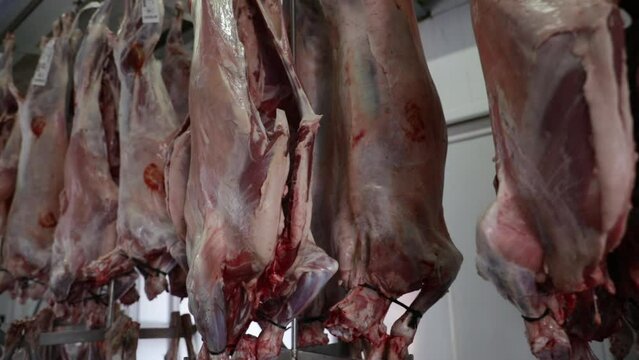 Food industry. View of raw lamb meat, hanging in the refrigerating deposit, ready for commerce. 