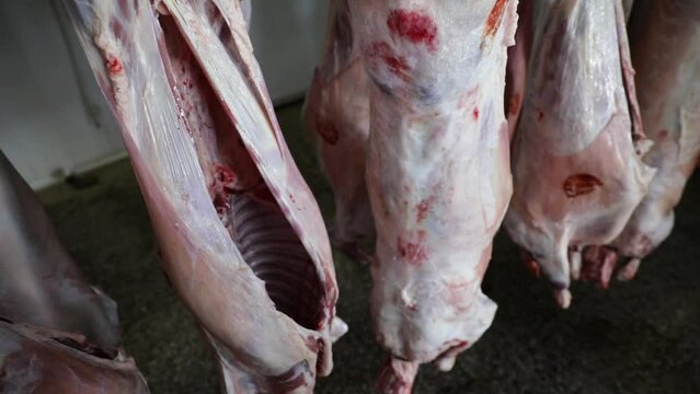 Meat industry. View of slaughtered lamb corpses, hanging in the refrigerating deposit, ready for distribution.