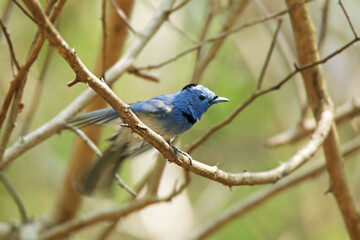 The male Black-naped Monarch on a branch