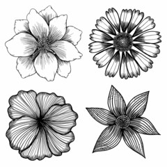 drawing and line flower, art botanical, black and white flower