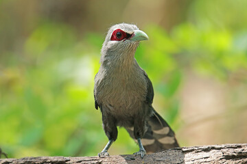 The Green-billed Malkoha on ground