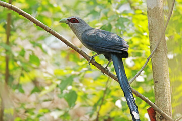 The Green-billed Malkoha on ground